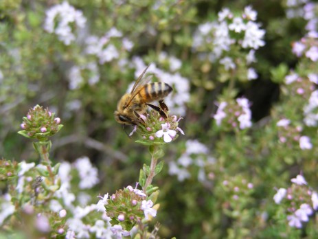 Honigbiene auf Thymianblüte